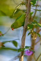 Vernal hanging parrot (Loriculus vernalis) (8)
