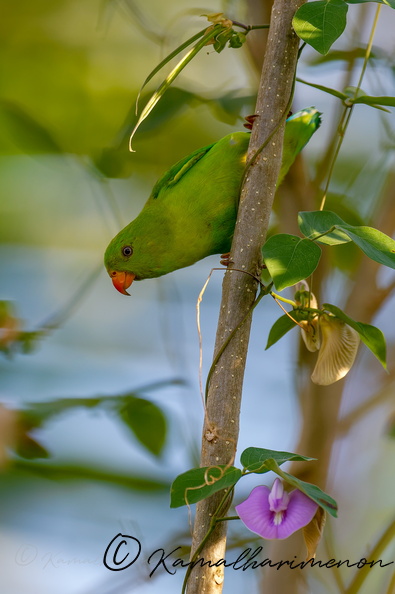 Vernal hanging parrot (Loriculus vernalis) (8).jpg