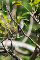 Violet Cuckoo (Chrysococcyx xanthorhynchus) (1)
