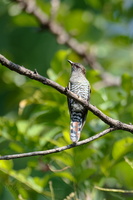 Violet Cuckoo (Chrysococcyx xanthorhynchus) (2)
