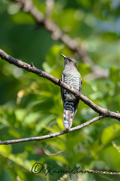Violet Cuckoo (Chrysococcyx xanthorhynchus) (2).jpg
