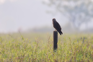 Western Marsh-harrier (Circus aeruginosus) 