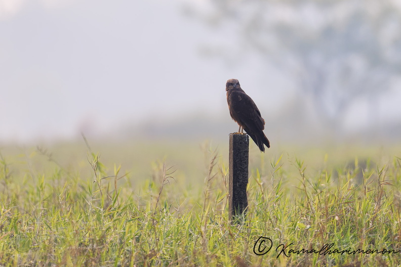 Western Marsh-harrier (Circus aeruginosus) .jpg