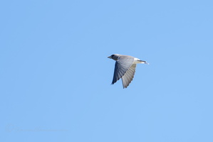 White-breasted Woodswallow (Artamus leucoryn) (2)
