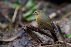 White-browed Bush Robin (Tarsiger indicus)