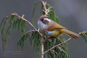 White-browed Fulvetta (Fulvetta vinipectus) (1)