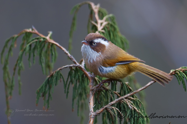 White-browed Fulvetta (Fulvetta vinipectus) (1).jpg