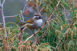 White-browed Fulvetta (Fulvetta vinipectus) (2)