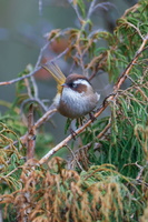 White-browed Fulvetta (Fulvetta vinipectus) (3)