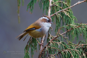 White-browed Fulvetta (Fulvetta vinipectus) (4)