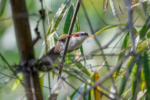 White-browed scimitar babbler (Pomatorhinus schisticeps)