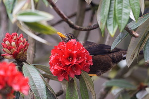 White-collared Blackbird (Turdus albocinctus)-SAI-stabilize