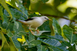 White-headed Starling (Sturnia erythropygia)