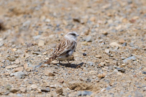 white-rumped snowfinch (Onychostruthus taczanowskii) (1)
