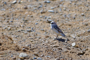 white-rumped snowfinch (Onychostruthus taczanowskii) (2)