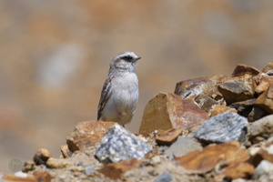 white-rumped snowfinch (Onychostruthus taczanowskii) (3)