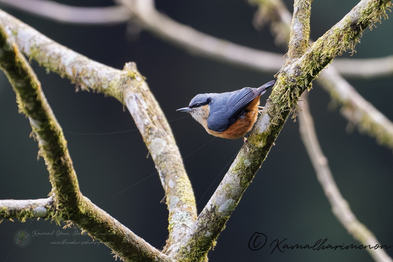White-tailed Nuthatch (Sitta himalayensis) (2).jpg
