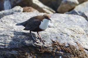 White-throated Dipper (Cinclus cinclus) (1)