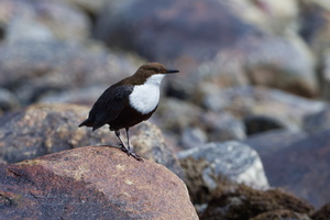 White-throated Dipper (Cinclus cinclus) (2)