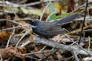 White-throated Fantail (Rhipidura albicollis) (1)