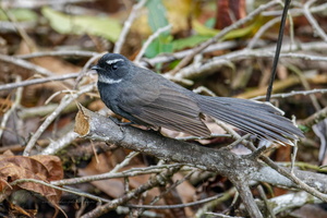 White-throated Fantail (Rhipidura albicollis) (2)