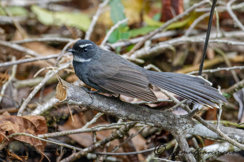 White-throated Fantail (Rhipidura albicollis) (2).jpg