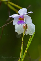 Wild Orchid