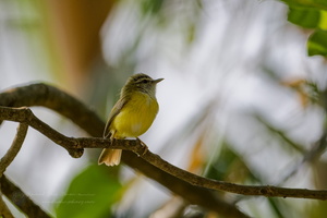 Yellow-bellied Warbler (Abroscopus superciliaris)