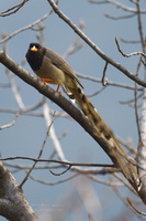 Yellow-billed Blue Magpie (Urocissa flavirostris)