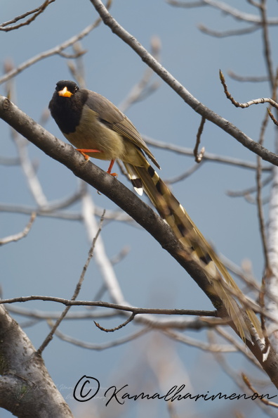 Yellow-billed Blue Magpie (Urocissa flavirostris).jpg