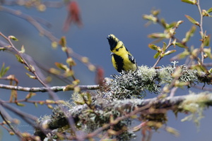 Yellow-cheeked Tit (Machlolophus spilonotus)