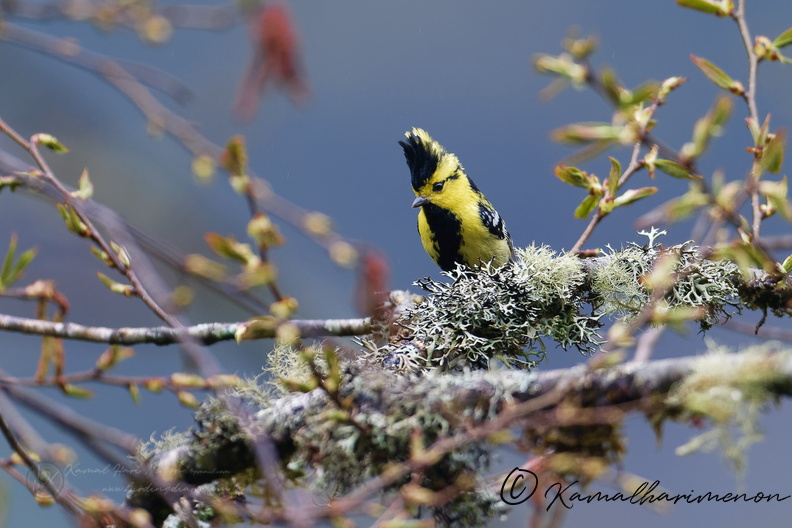 Yellow-cheeked Tit (Machlolophus spilonotus).jpg