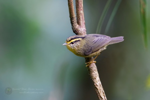 Yellow-throated Fulvetta (Alcippe cinerea) (1)