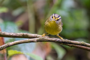 Yellow-throated Fulvetta (Alcippe cinerea) (2)