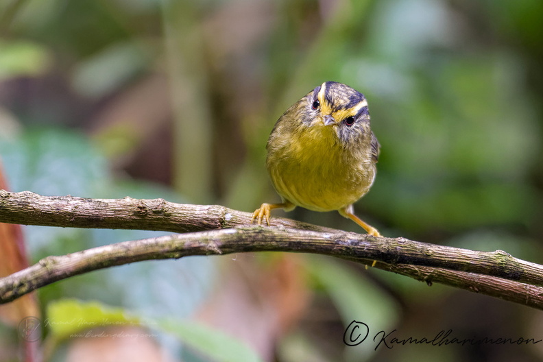 Yellow-throated Fulvetta (Alcippe cinerea) (2).jpg