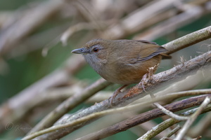 Abbott's Babbler (Malacocincla abbotti) (1)