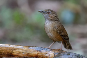 Abbott's Babbler (Malacocincla abbotti) (2)