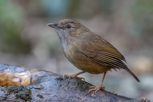 Abbott's Babbler (Malacocincla abbotti) (3)