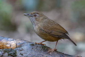 Abbott's Babbler (Malacocincla abbotti) (4)