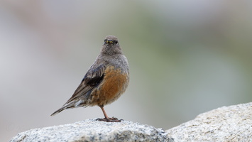 Alpine Accentor (Prunella collaris) (1)