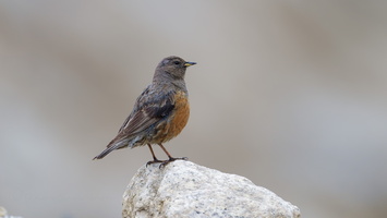 Alpine Accentor (Prunella collaris) (2)
