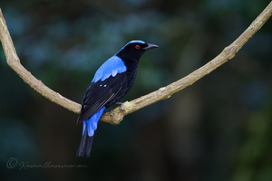 Asian fairy-bluebird (Irena puella)