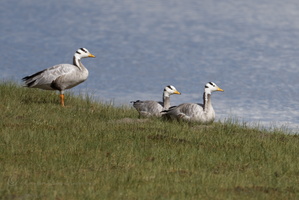 Bar-headed goose (Anser indicus)