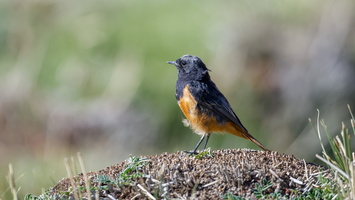 Black Redstart (Phoenicurus ochruros) (1)