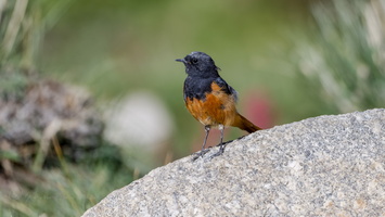 Black Redstart (Phoenicurus ochruros) (2)
