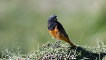 Black Redstart (Phoenicurus ochruros) (3)