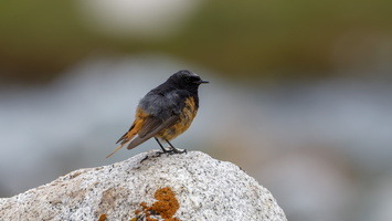 black redstart (Phoenicurus ochruros)01
