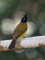 Black-crested Bulbul (Rubigula flaviventris) (1)