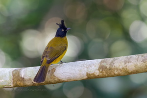 Black-crested Bulbul (Rubigula flaviventris) (2)
