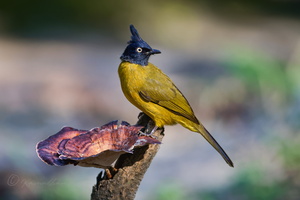 Black-crested bulbul (Rubigula flaviventris)